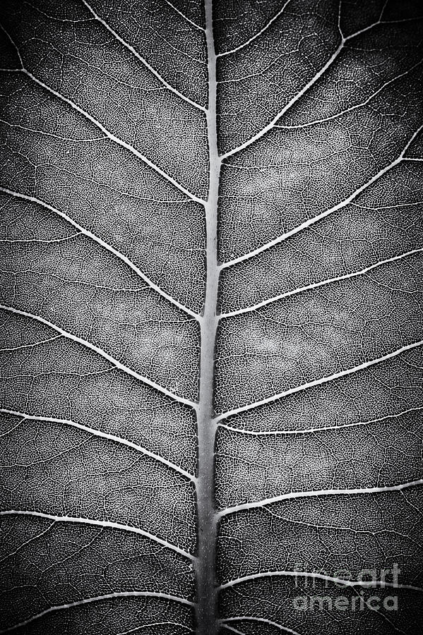 Black And White Photograph - Prairie Dock Leaf Monochrome by Tim Gainey