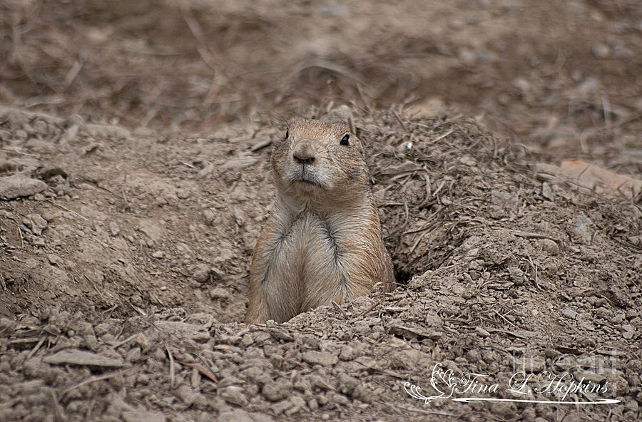 Prairie Dog 20120714_207a Photograph by Tina Hopkins