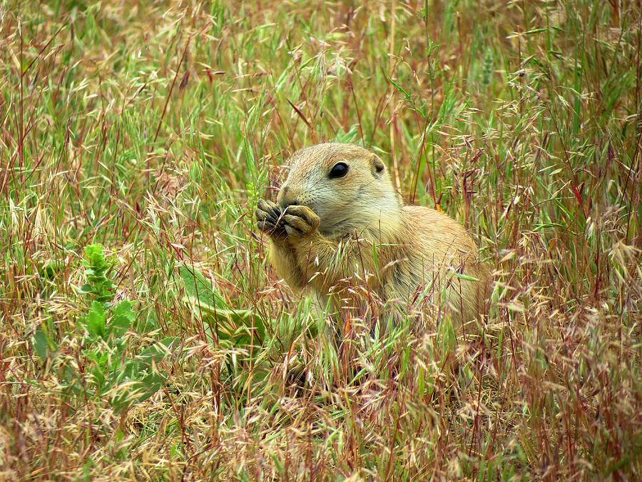 Prairie Dog Eating Photograph by Connor Beekman