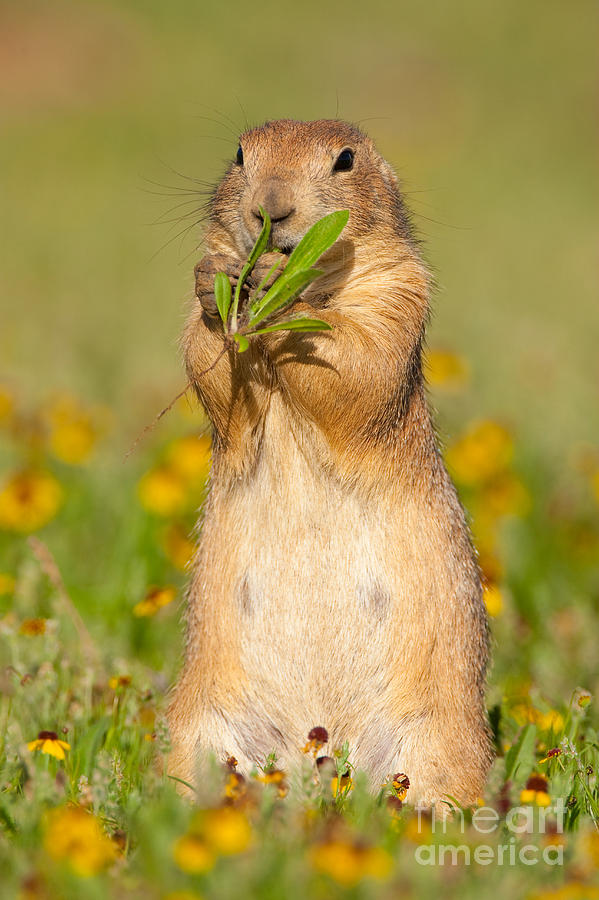 Wildlife Photograph - Prairie Dog Eats Plants by Marie Read