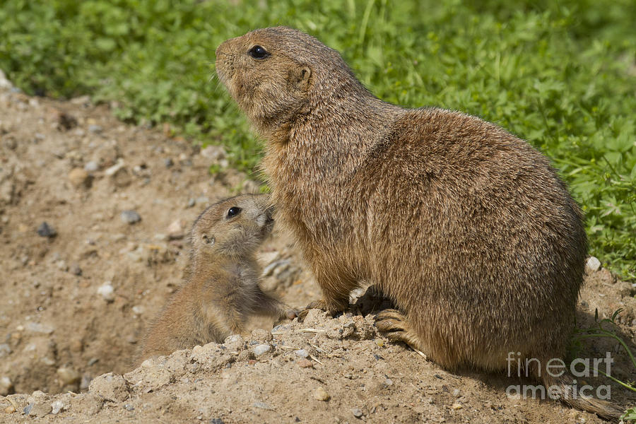 Prairie Dog Family Photograph by Chris Scroggins