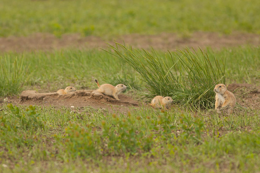 Prairie Dog Family Den in the Badlands Photograph by Natural Focal Point Photography