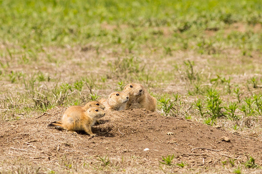 Prairie Dog Family Photograph by Natural Focal Point Photography