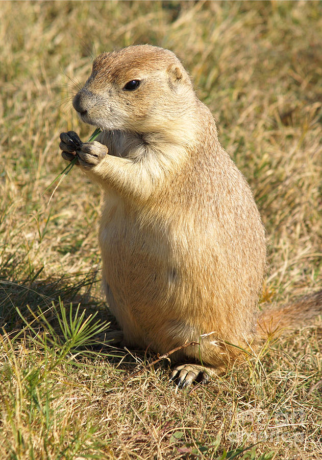 Prairie Dog Feeding On The Meadows At The Devil's Tower Photograph by ...