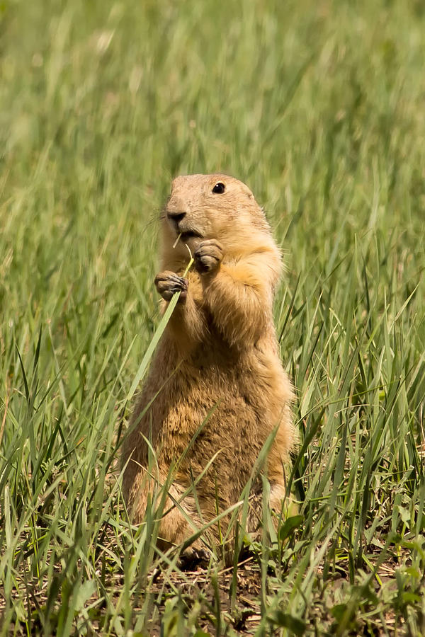 Prairie Dog in The Badlands Photograph by Natural Focal Point Photography