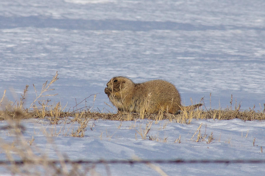 Prairie Dog in Winter Photograph by Alan Hutchins