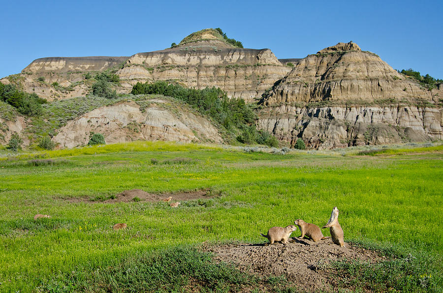 Prairie Dog Jump-yip Photograph by Thomas And Pat Leeson