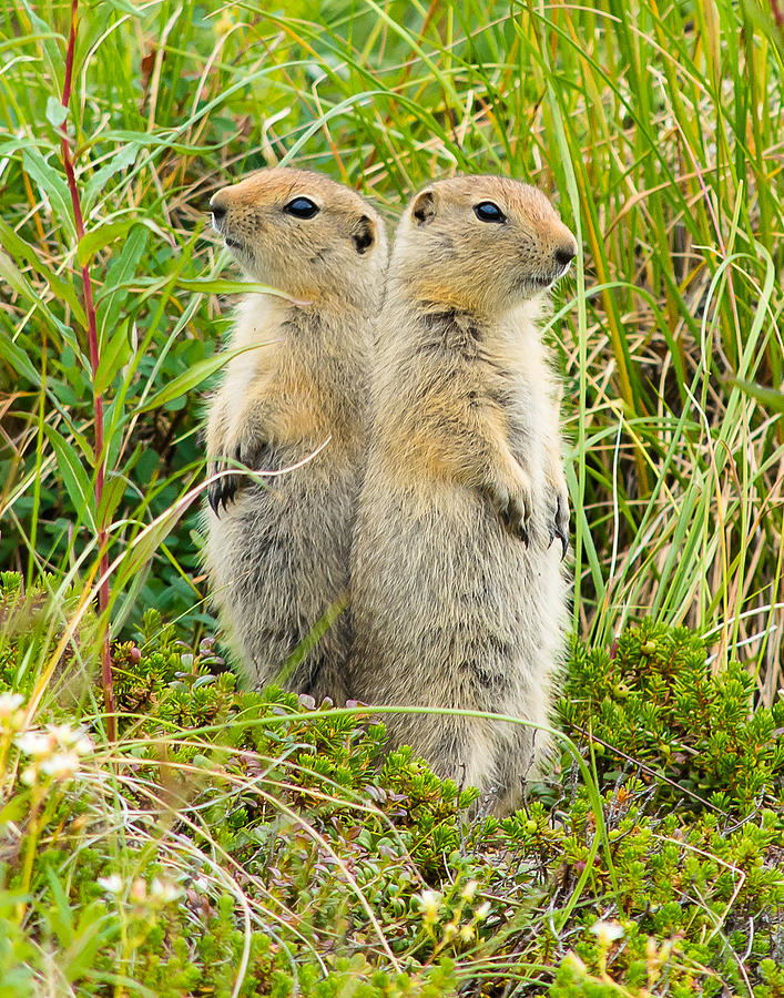 Prairie Dog Lookouts Photograph by Mark Little