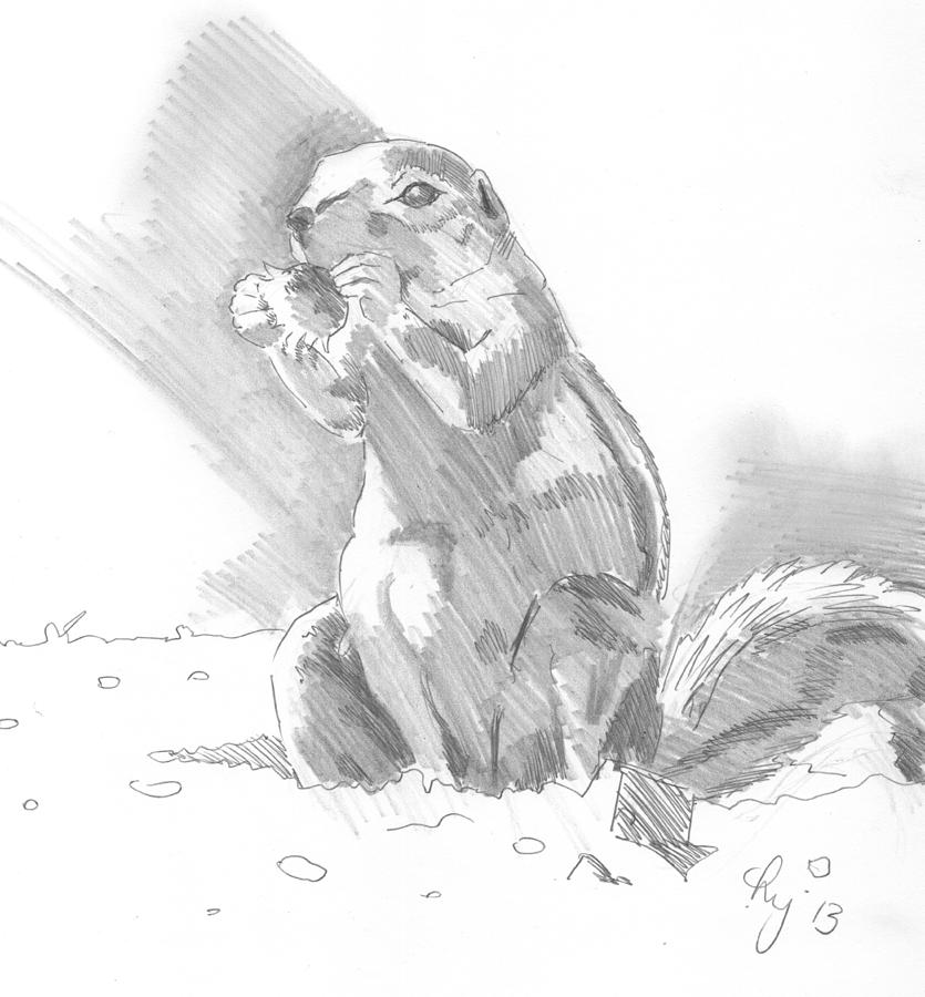 Prairie Dog Drawing by Mike Jory