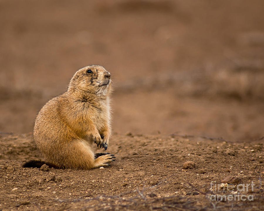 Prairie Dog On Dirt Photograph by Robert Frederick