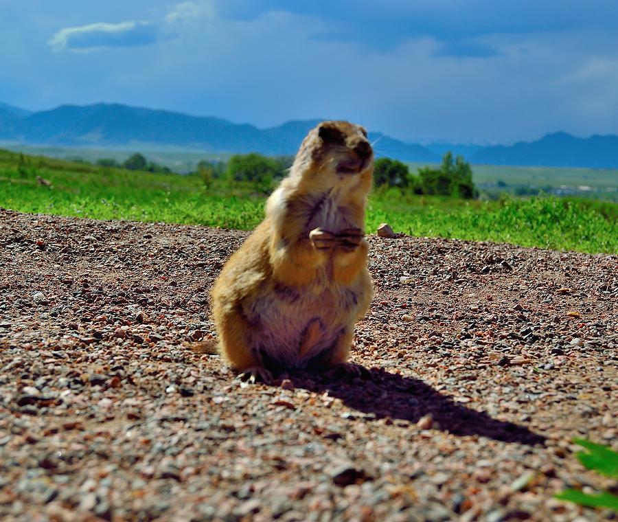 Mountain Photograph - Prairie Dog Standing  by Ray Franks