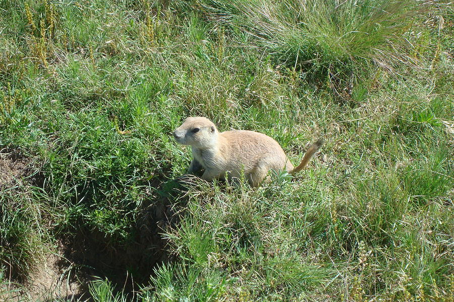 Prairie Dog Photograph by Susan Woodward
