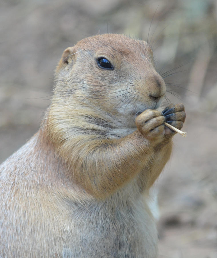 Prairie Dog Treat Photograph by Richard Bryce and Family Fine Art America