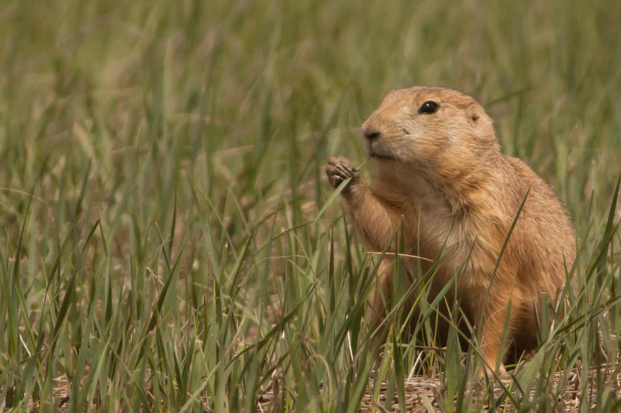 Prairie Dog With Blade of Grass Photograph by Natural Focal Point Photography