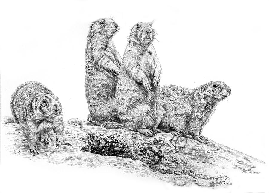 Prairie Dogs Drawing by Craig Carlson