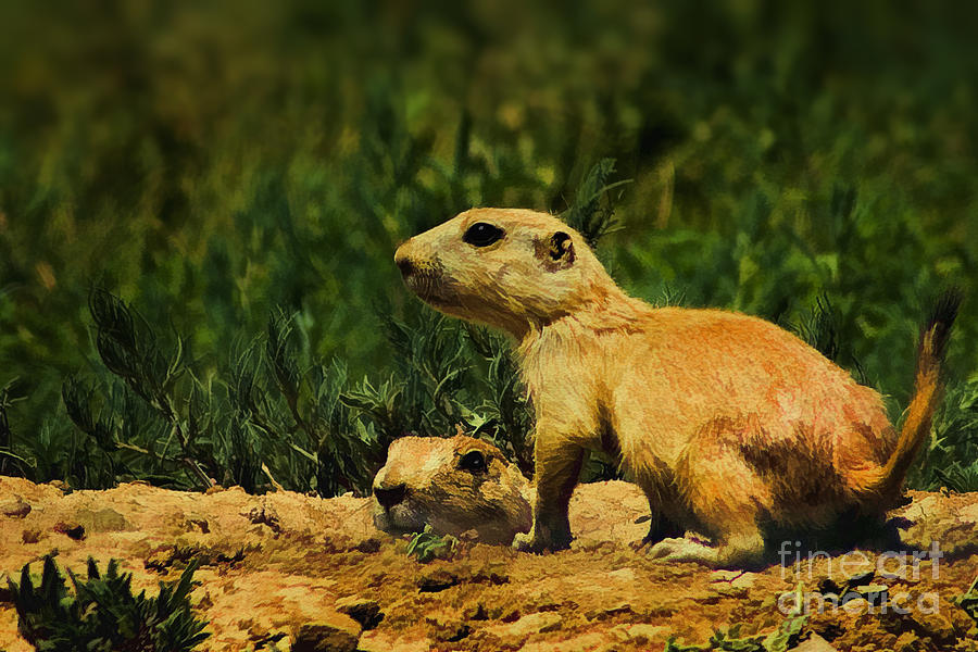 Prairie Dogs on Patrol Photograph by Priscilla Burgers