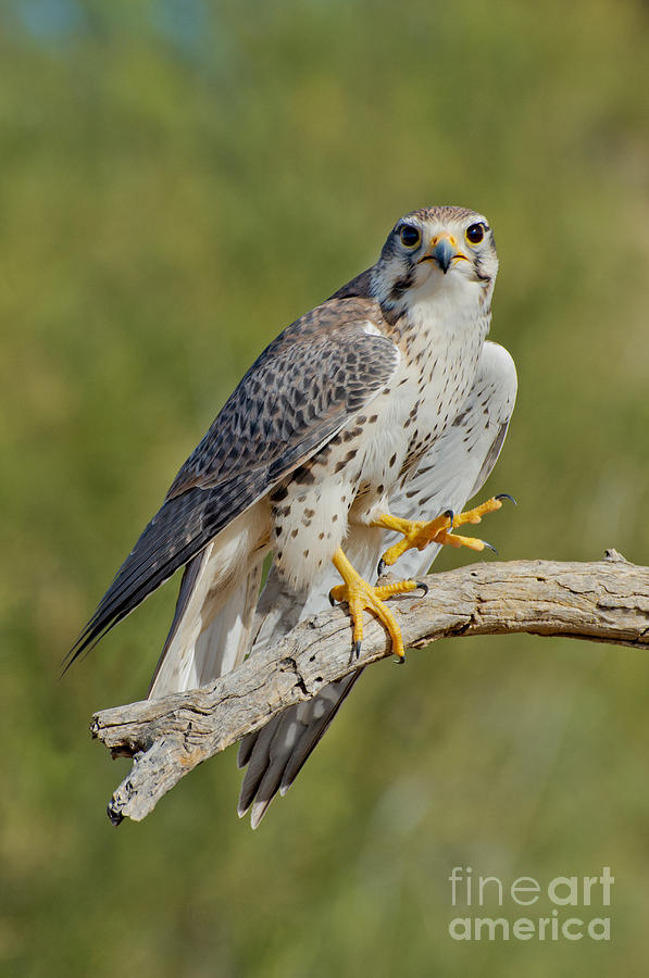 Prairie Falcon Photograph by Anthony Mercieca