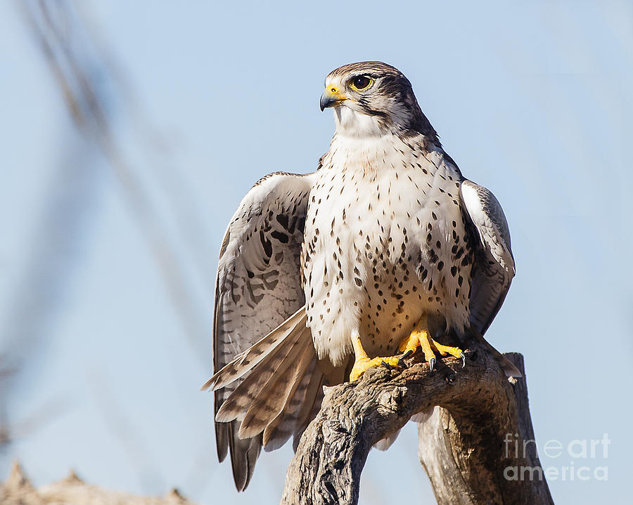 Prairie Falcon – Sonoran Images