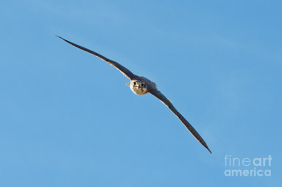 Prairie Falcon In A Dive Photograph by Anthony Mercieca