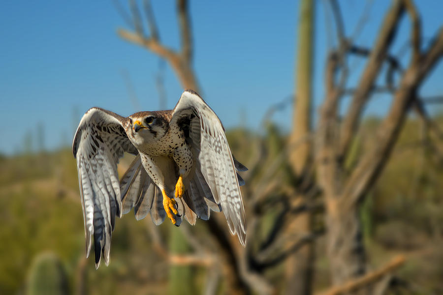 Prairie Falcon in Flight Photograph by Evelyn Harrison