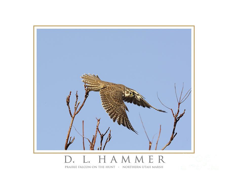 Prairie Falcon on the Hunt Photograph by Dennis Hammer