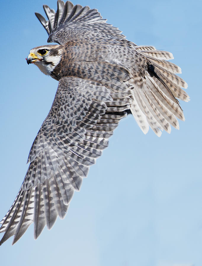 Prairie Falcon Swooping Photograph by Bryan Shane