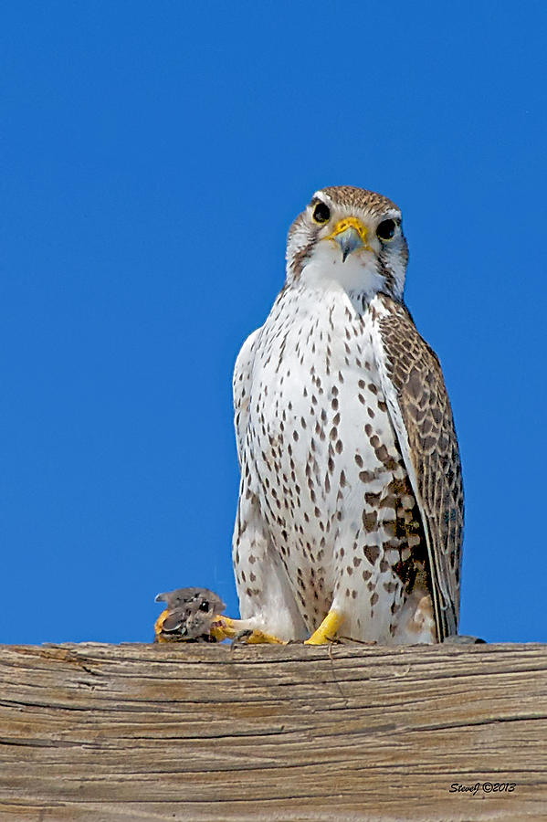 Prairie Falcon with Mouse Photograph by Stephen Johnson