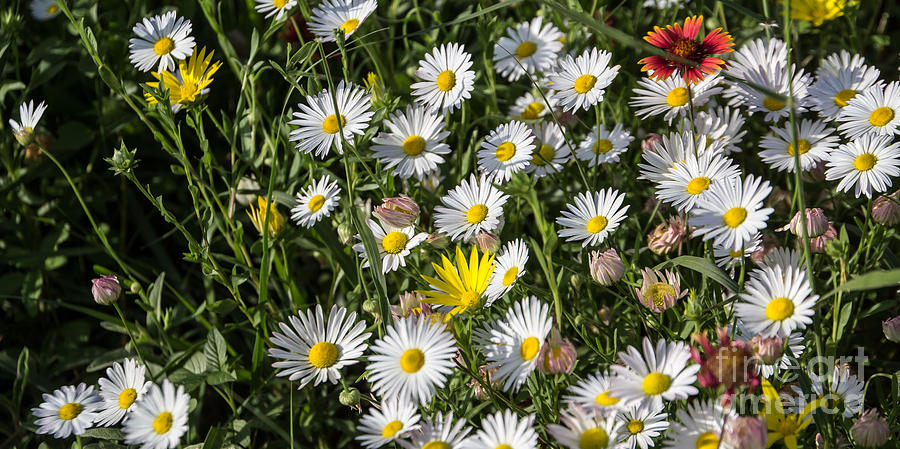 Prairie flowers Photograph by Jim McCain