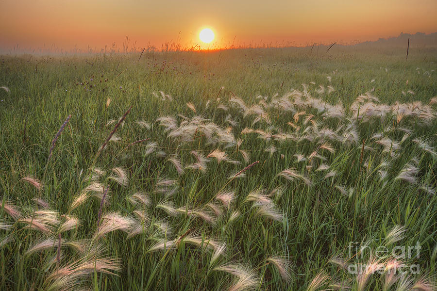 Summer Photograph - Prairie Foxtails by Dan Jurak