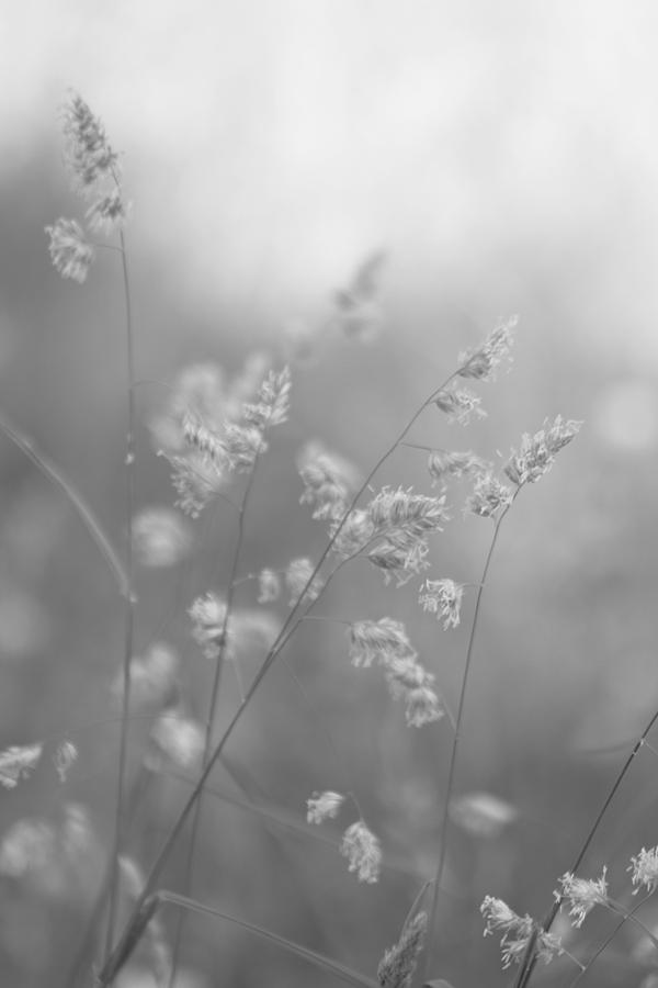 Prairie Grass in Black and White Photograph by Kathy Clark