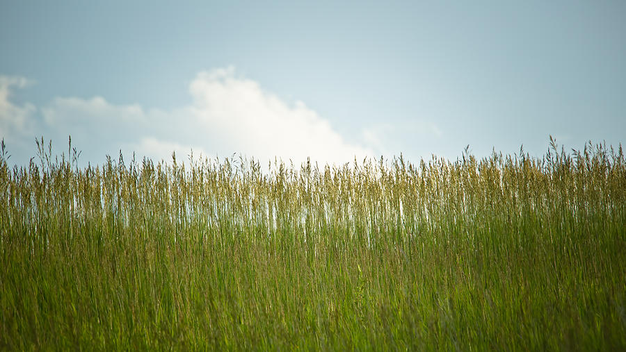 Prairie Grass Photograph By Straublund Photography - Fine Art America