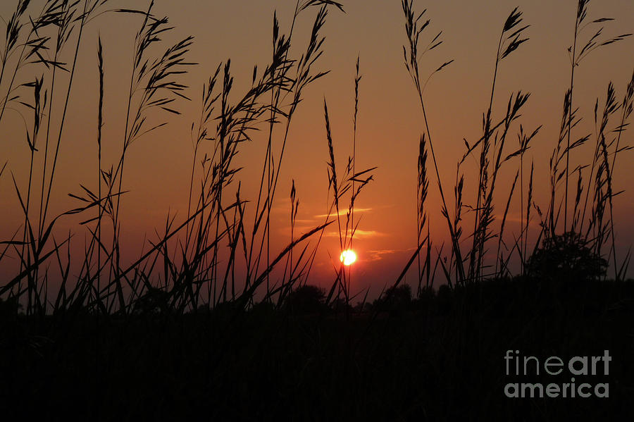 Prairie Grass Sunset Photograph by Deborah Smolinske