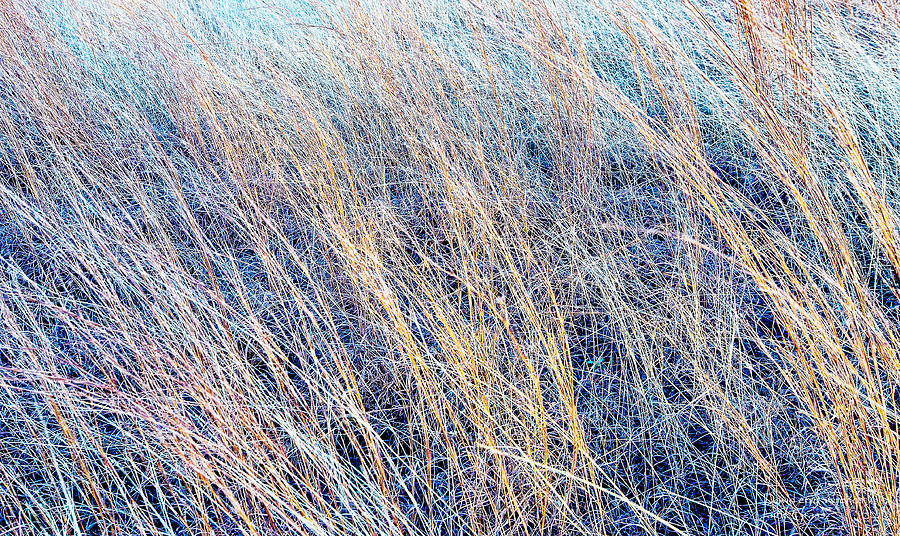 Abstract Photograph - Texas Prairie Grass by Travel Photographer David Perry Lawrence by David Perry Lawrence