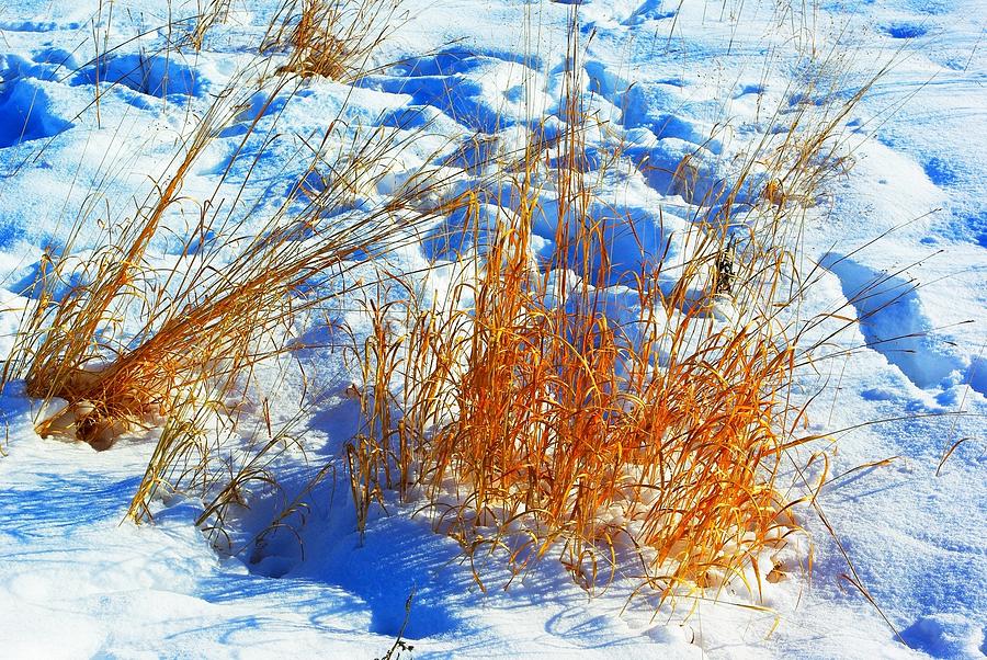 Prairie Grass - Winter - Assiniboine Forest Photograph by Desmond Raymond