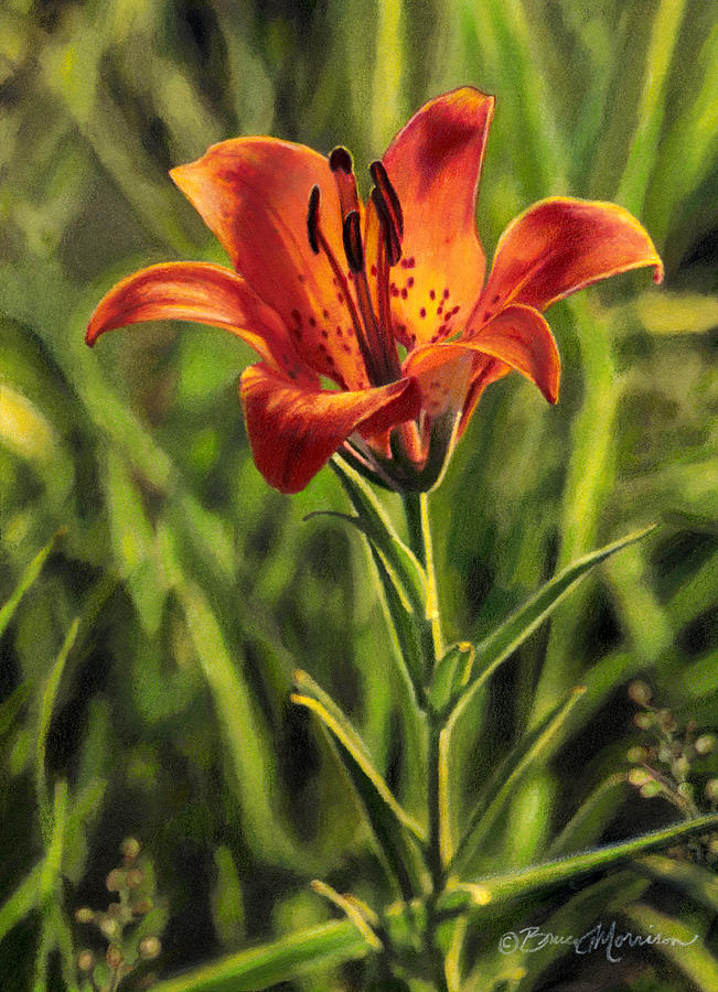 Prairie Lily Drawing by Bruce Morrison