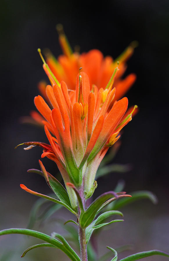 Prairie Paintbrush Flower Photograph by Steven Schwartzman
