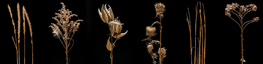 Bluestem Photograph - Prairie Plant Life by Steve Gadomski