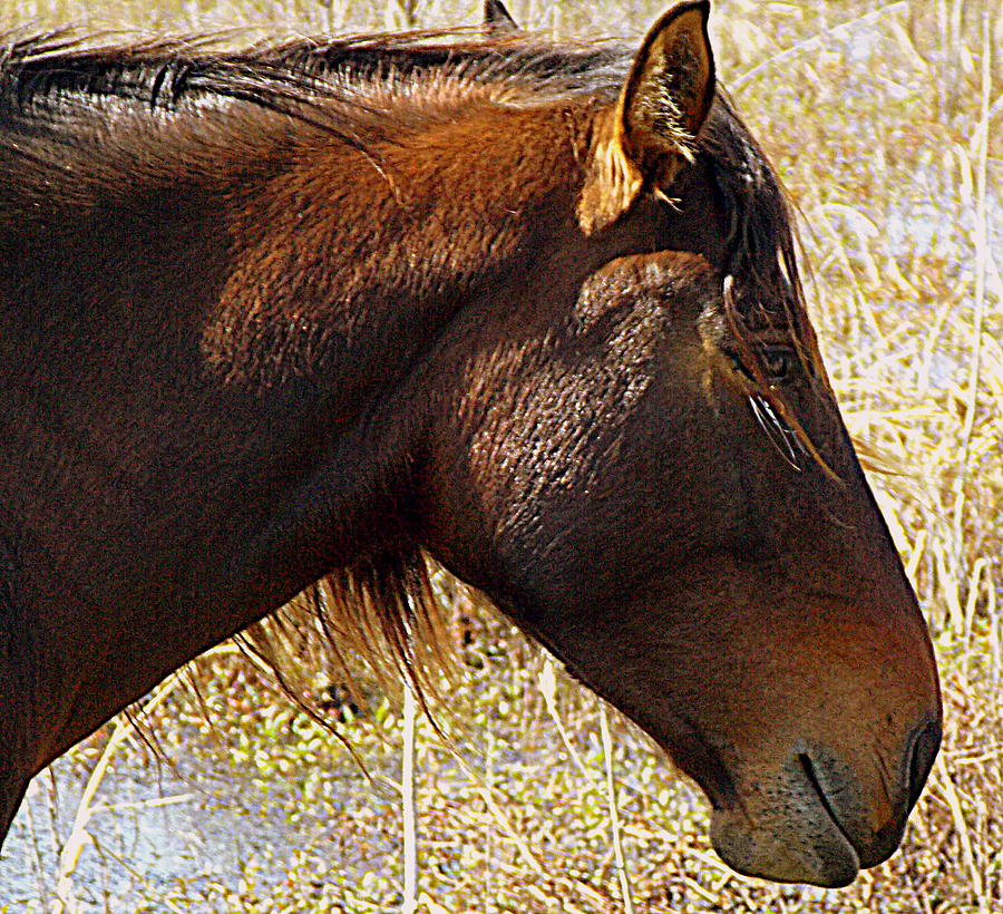 Prairie Pony Profile 1 Photograph by Sheri McLeroy