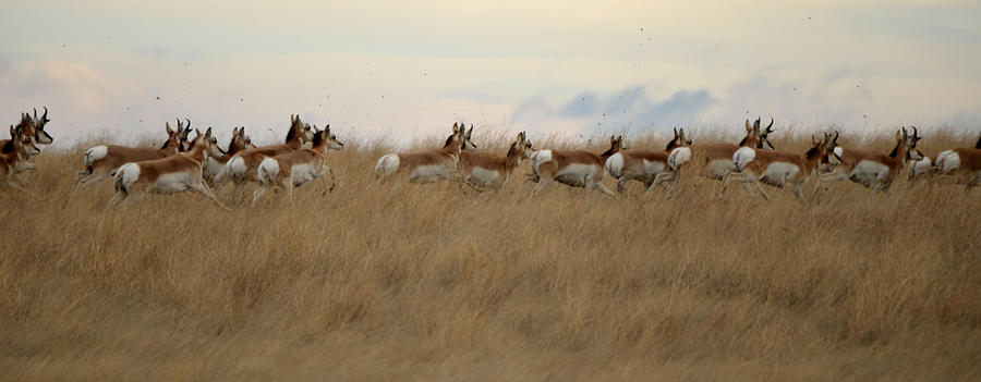 Prairie Pronghorns Photograph by Whispering Peaks Photography