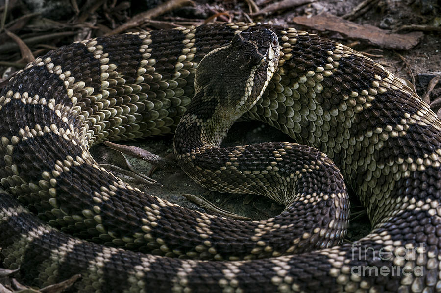 Prairie rattlesnake Photograph by Arterra Picture Library