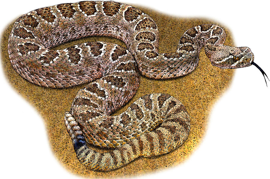 Prairie Rattlesnake, Illustration Photograph by Roger Hall