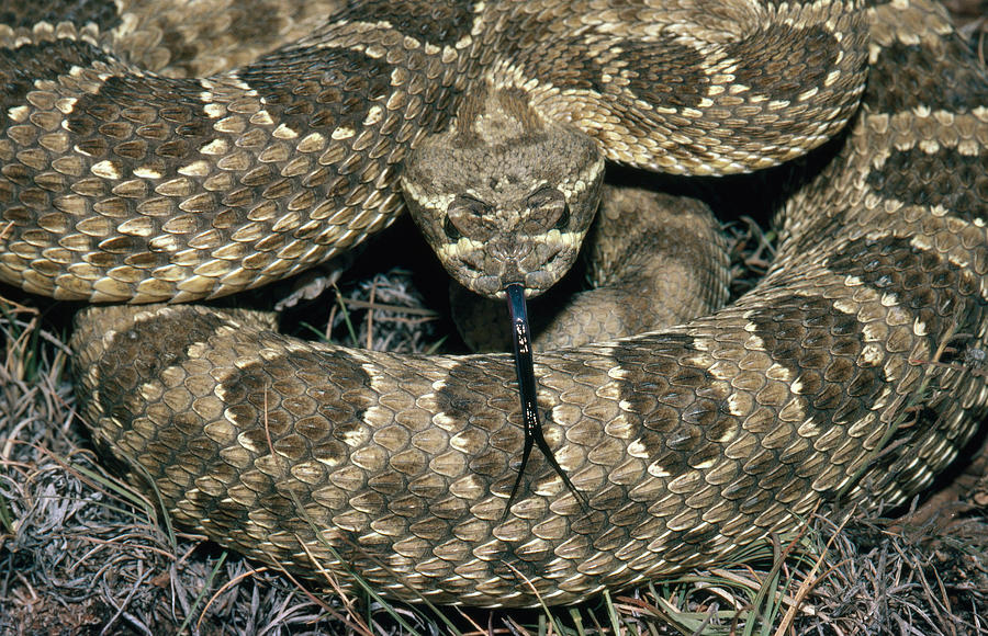 Prairie Rattlesnake Photograph by Karl H. Switak