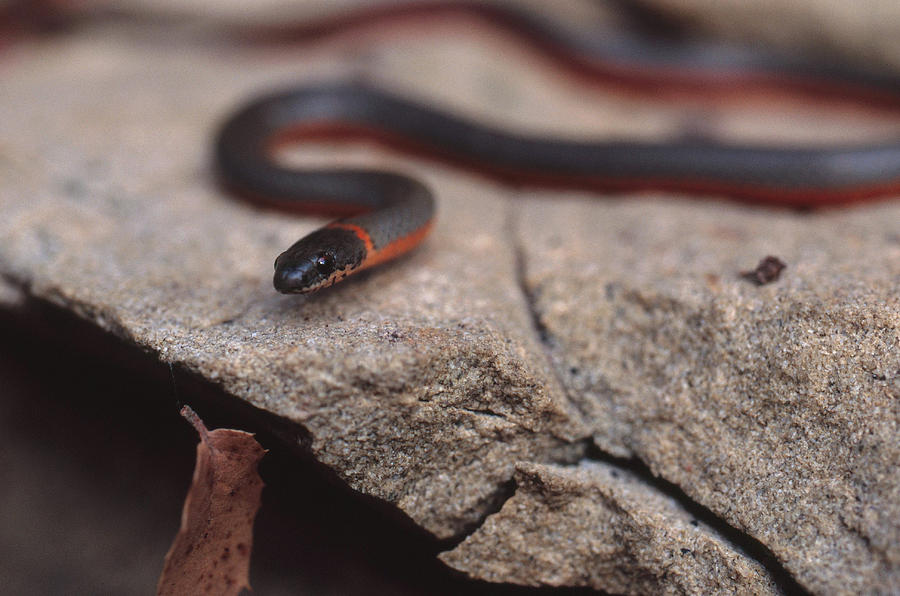 Prairie Ringneck Snake Photograph by Paul Whitten