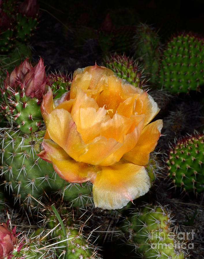 Flower Photograph - Prairie Rose II by Brad Christensen