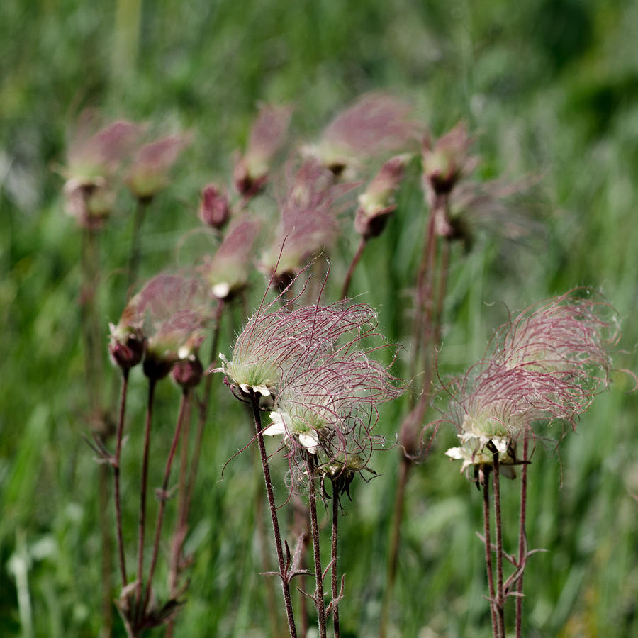 Prairie Smoke Wildflowers Photograph by Greni Graph