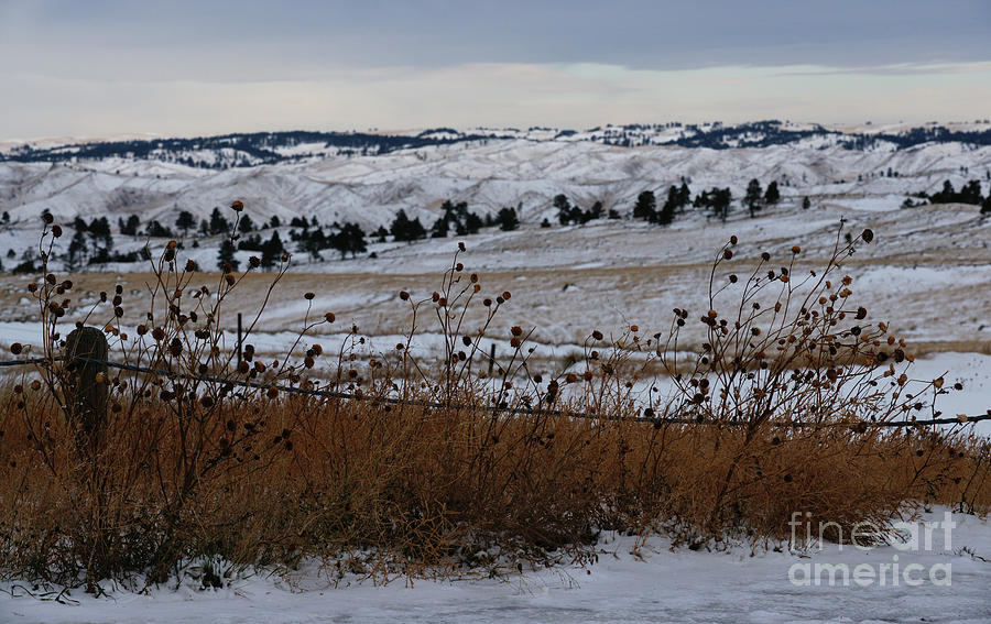 Prairie Snow Photograph by Linda Shafer