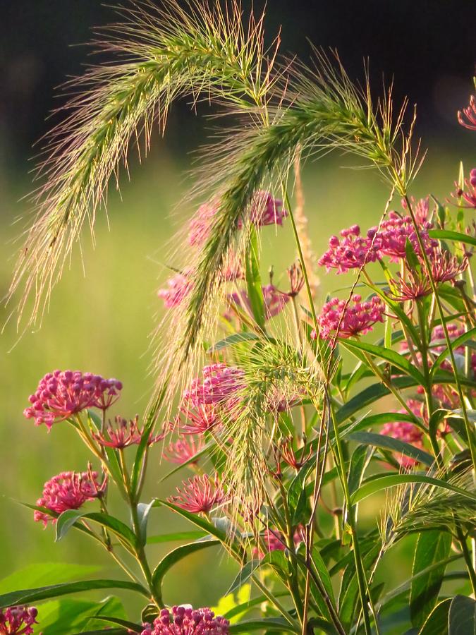 Flower Photograph - Prairie Softness by Lori Frisch