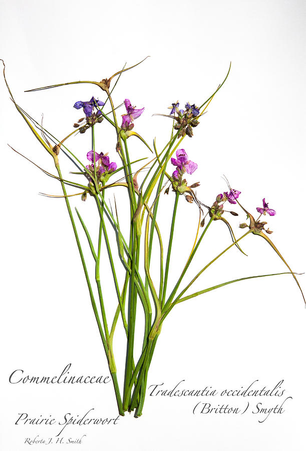 Commelinaceae Photograph - Prairie Spiderwort by Roberta Jean Smith