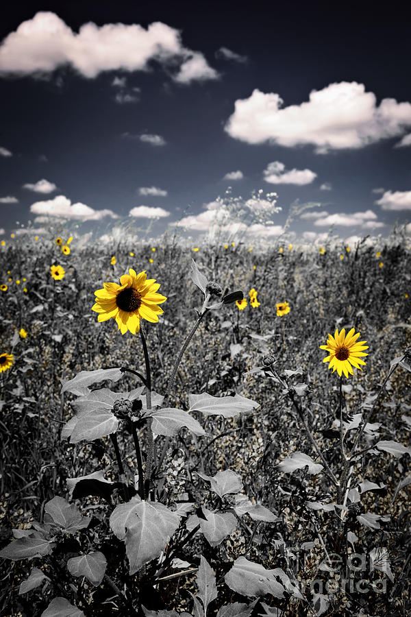 Sunflower Photograph - Prairie Sunflowers  by Elena Elisseeva
