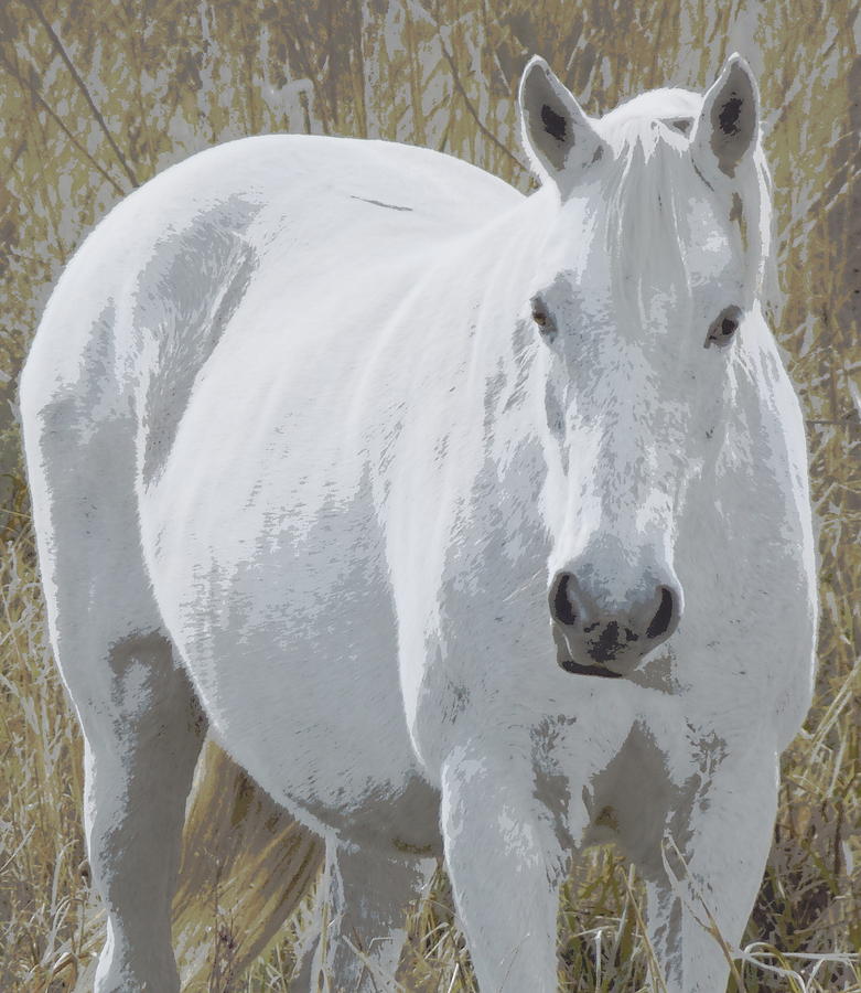 Prairie White Beauty 1 Photograph by Sheri McLeroy